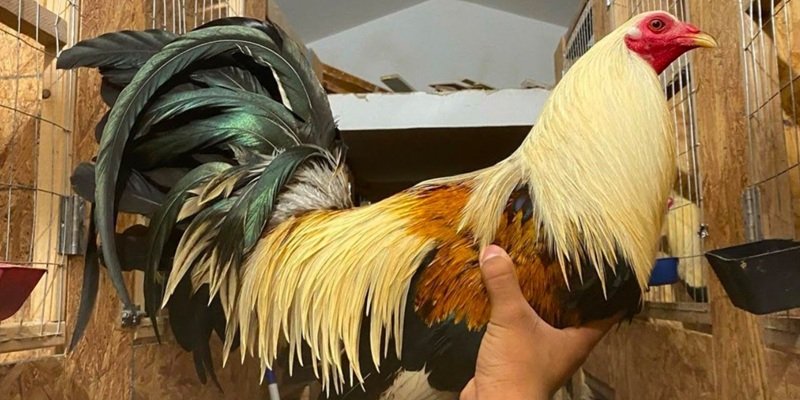 A gestão orçamentária deve ser sólida